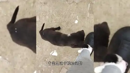  爆笑动物合集鸭妈妈意外孵化出小鳄鱼,小鳄鱼把鸭子当妈妈,经常回来一起住