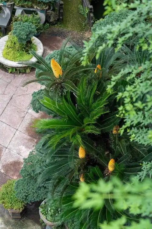  温州300多岁铁树开出8个花蕾身价曾抵10套房