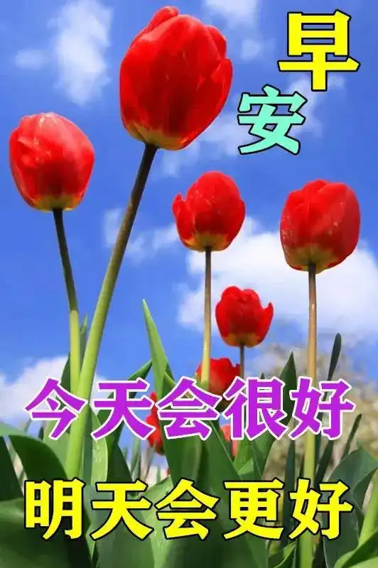  最美群发好友早安问候祝福图片鲜花带字,最新特漂亮早上好鲜花图片带字带祝福语