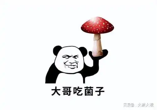  云南食用野生菌产业除了见手青就没有其他食用菌了吗