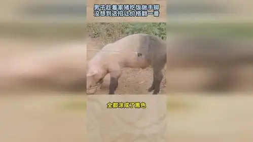  男子趁着家猪吃饭做手脚,没想到这招让价格翻一番