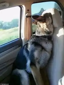  一组狗狗们累趴了的可爱萌照