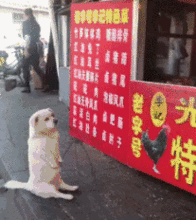 狗狗的搞笑图片搞笑gif
