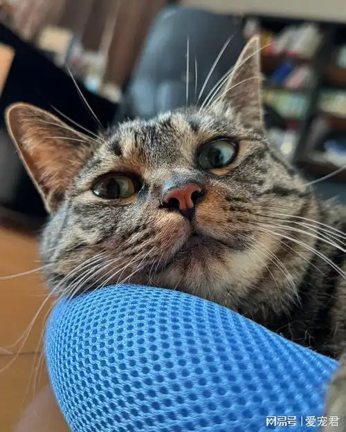 猫咪的小秘密那些人类有而猫咪没有的5种情感  猫咪的小秘密那些人类有而猫咪没有的5种情感