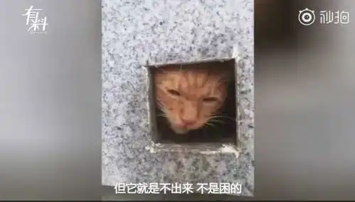  厦门大学的一校园流浪猫走红,假装被困,实则骗吃骗喝