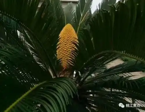 奇闻千年一遇桃江老乡种的铁树开花花朵十分罕见 奇闻千年一遇桃江老乡种的铁树开花花朵十分罕见