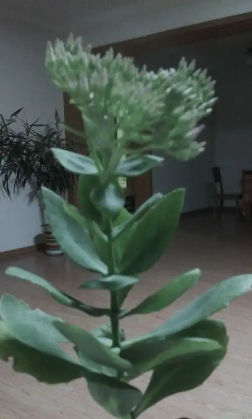 请问图片上是什么花还没开花,谢谢了 请问图片上是什么花还没开花,谢谢了