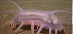  肉球一样的生物被日本科学家发现