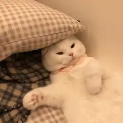 搞怪萌宠头像火了谁还不是个小可爱啦,今天也要快乐呀  搞怪萌宠头像火了谁还不是个小可爱啦,今天也要快乐呀