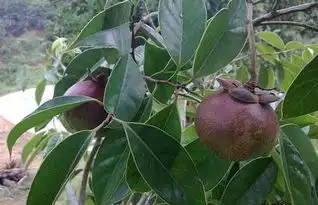  山竹是长在竹子上吗
