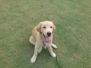  金毛补钙吃骨头汤有用吗