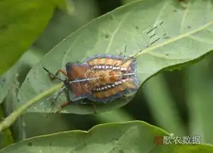  这是什么昆虫