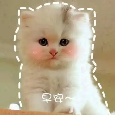 搞笑图片集锦带字猫咪