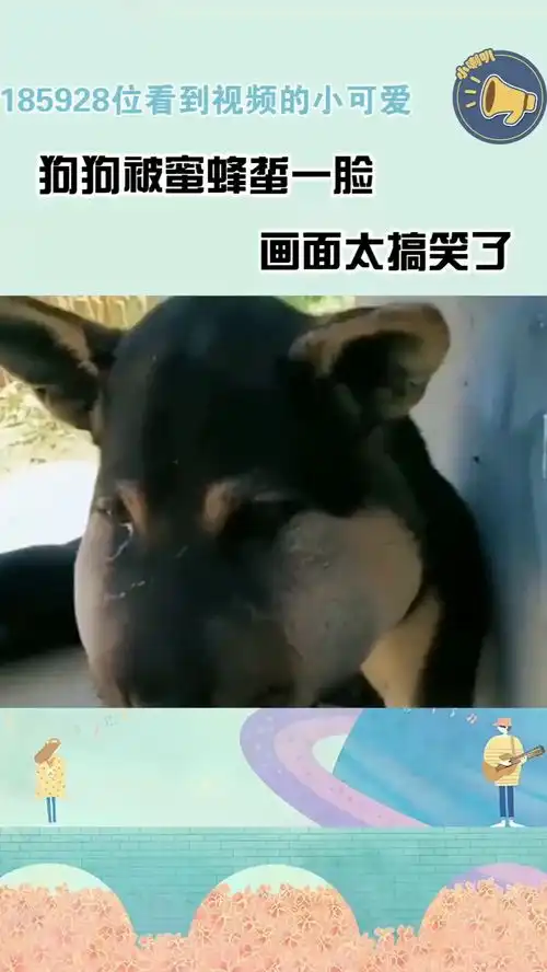  狗狗被蜜蜂蛰一脸,画面太搞笑了