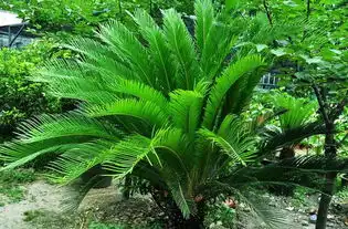  分分钟夺人性命这些剧毒植物就在你身边