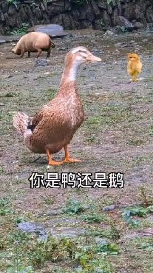  鸭子成精啦竟然能听懂人话搞笑