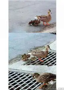  小鸭子有什么搞笑的事