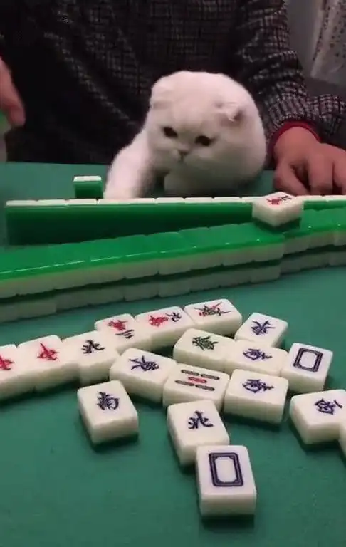 朋友搓麻将时将猫抱在怀里,猫一脸认真的模样,网友爆笑招财猫