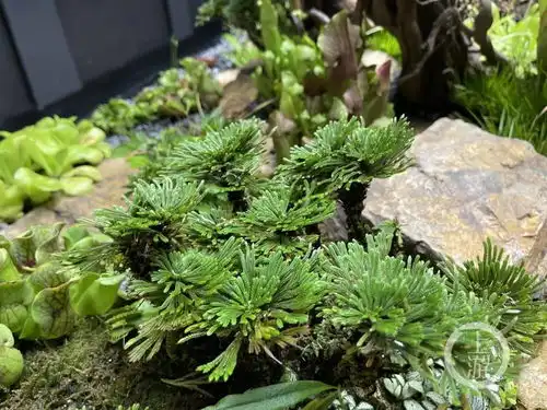  第十届花博会图集花开盛世舞动崇明