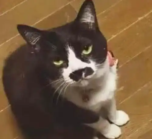  主人买的拖鞋图案,和家里猫咪长相一样,猫你自己觉得很幽默