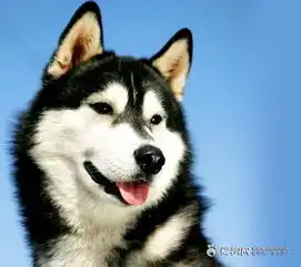  看一下图片这只哈士奇狗多少价格求专家解答