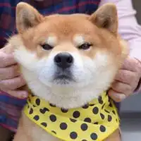 乖巧个性搞怪萌宠动物头像微信头像图片大全 乖巧个性搞怪萌宠动物头像微信头像图片大全