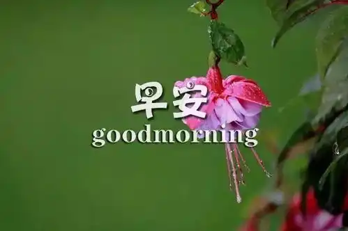  最新漂亮早安问候图片鲜花带字新的一天早安语精美语句心情说说
