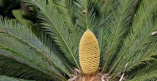 铁树开花图片搞笑甲虫