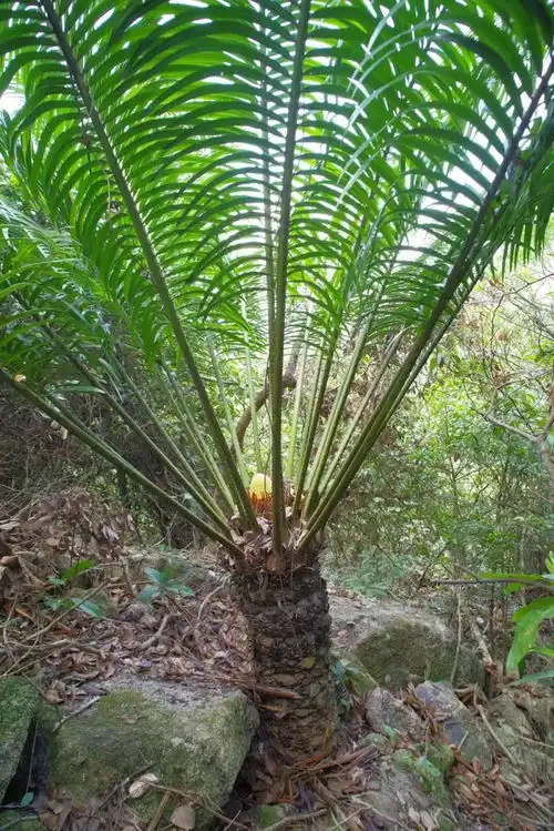  野生铁树开花,速来观赏绿会仙湖苏铁保护地台山