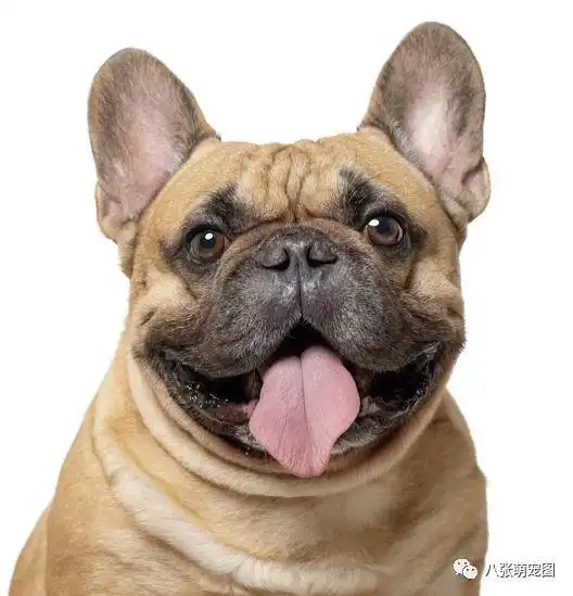  主人们分享了一波家里狗子拍的证件照,网友笑喷最后那只好像我老板