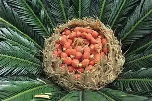  罕见活化石铁树开花结果似鸟巢,还有难得一见的凤凰蛋