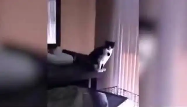 搞笑猫咪合集很少见的搞笑猫咪  搞笑猫咪合集很少见的搞笑猫咪