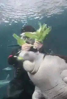  幽默搞笑段子集据说单位要拍蓝底证件照哈哈哈哈哈哈哈哈哈