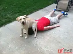 狗狗的搞笑图片搞笑照片