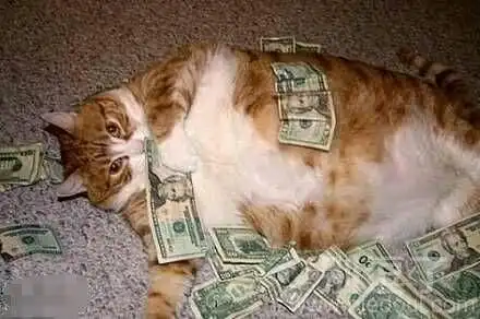 萌猫咪搞笑动态图片人见