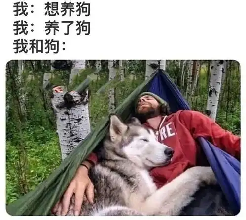 狗狗的搞笑图片趣图