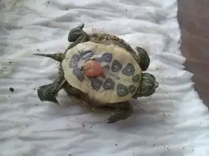  刚出生的小乌龟吃什么呀