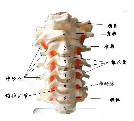  星汇力运动中心低头族们,你们的脖子还好吗