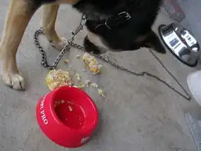 祝臭狗一岁生日快乐9  祝臭狗一岁生日快乐9