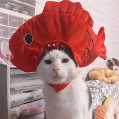 猫咪情侣头像一对两张有点搞笑的小猫咪  猫咪情侣头像一对两张有点搞笑的小猫咪