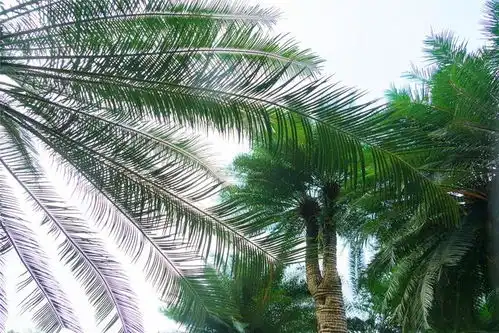  寻幽青秀山,感受南宁这座壮乡名山1700年的悠悠历史