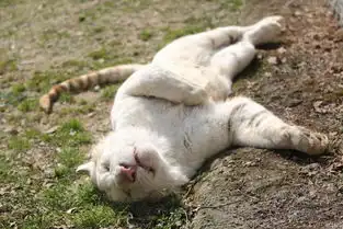 您睡得还好吗睡眠日动物睡姿大比拼袋鼠晒太阳姿势曼妙  您睡得还好吗睡眠日动物睡姿大比拼袋鼠晒太阳姿势曼妙