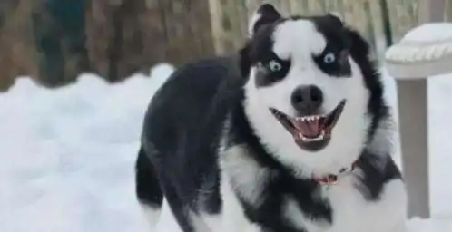  这是世界上最出名的四种犬二哈为什么能排到第一