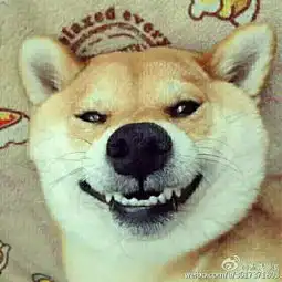  柴犬搞笑图片求大图大图大图清楚的