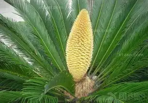 铁树怎么养铁树的养殖方法铁树开花图片 铁树怎么养铁树的养殖方法铁树开花图片