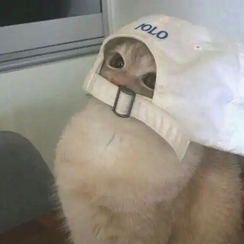  萌宠