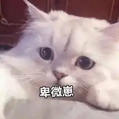  我不要你觉得,我要我觉得