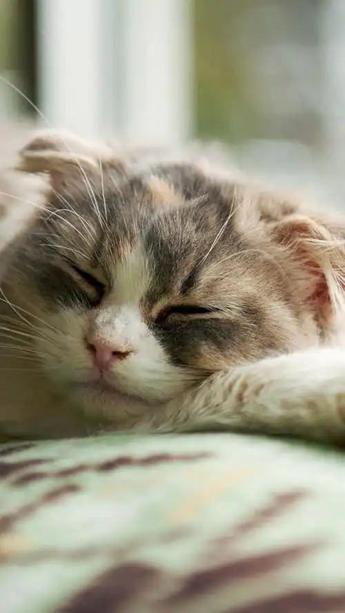 幽默笑话今天我回来时顶着一顶参差不齐的头发回来了,我就问 幽默笑话今天我回来时顶着一顶参差不齐的头发回来了,我就问