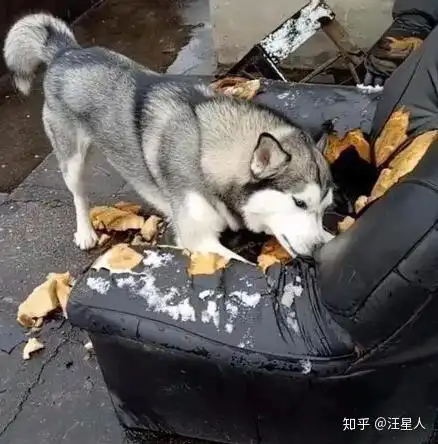  烧钱的狗狗哪几种