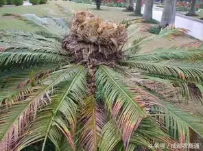  铁树叶子变白怎么办